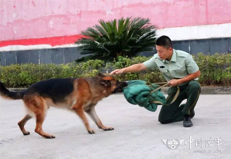 警犬反常行为成焦点，连续四周在战友床上尿尿被通报批评