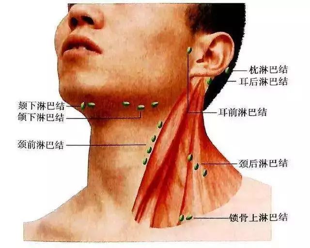 淋巴肿大与肿瘤信号，身体三个关键警示部位揭秘