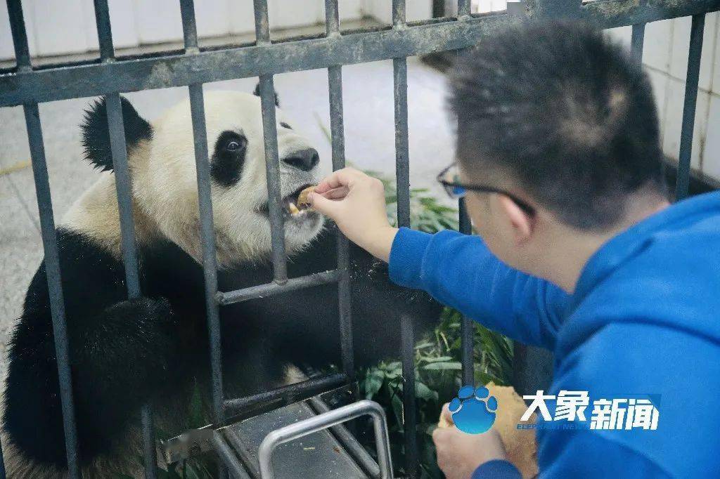 四川男子售卖大熊猫口粮获刑一年半，生态保护警示与反思