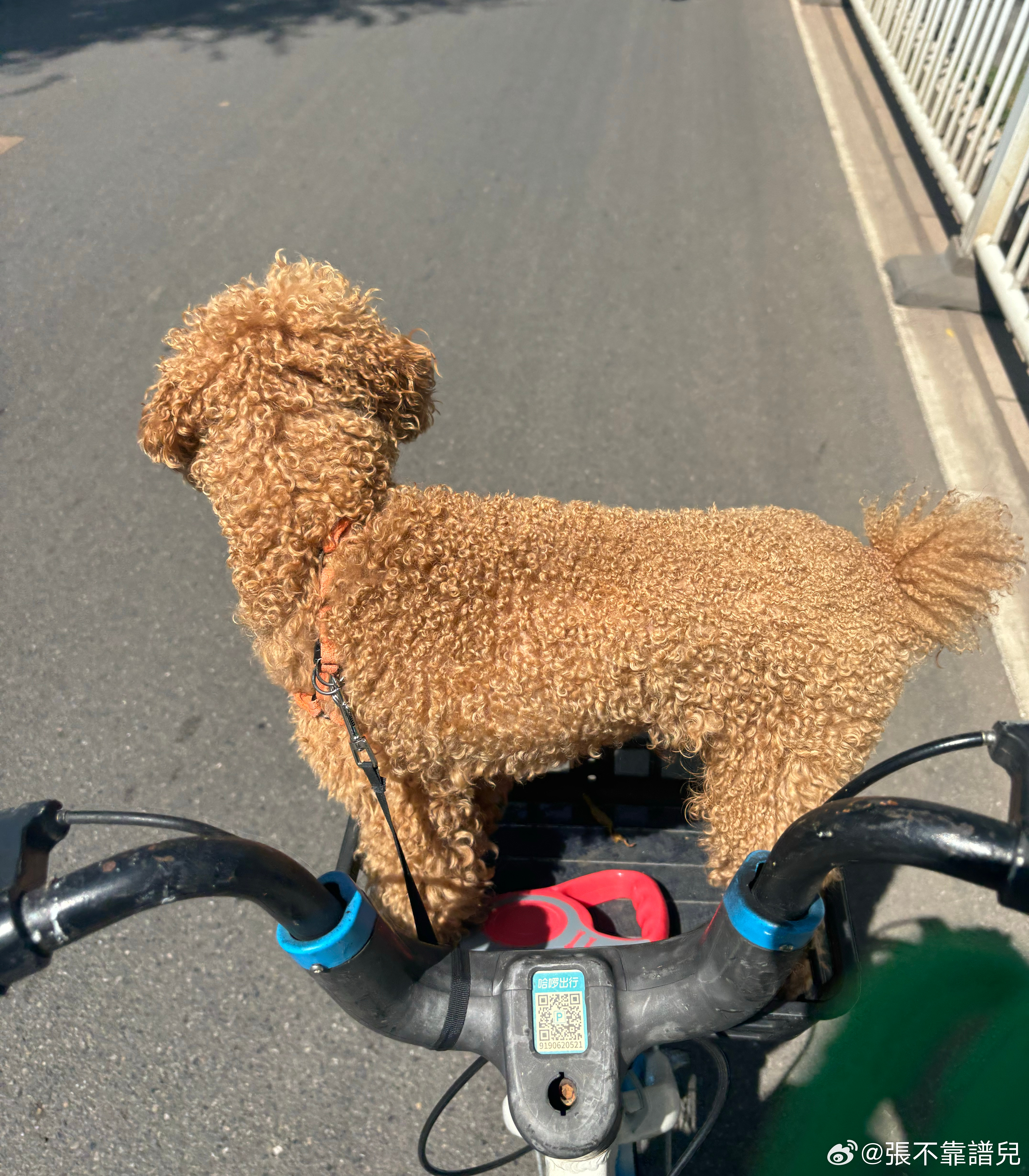 骑车搬家遭遇意外，命悬一线肺受伤经历