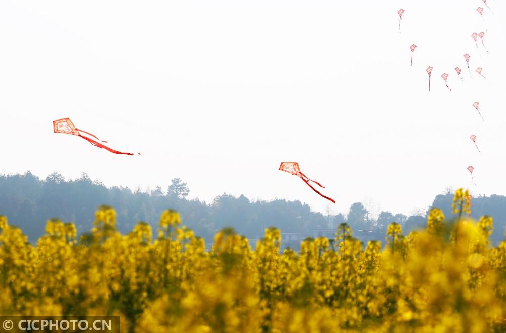 花开神州春意浓