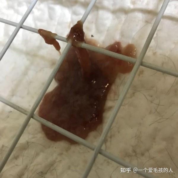 小伙腹泻两周揭秘，鬼脸虫感染引发健康警示