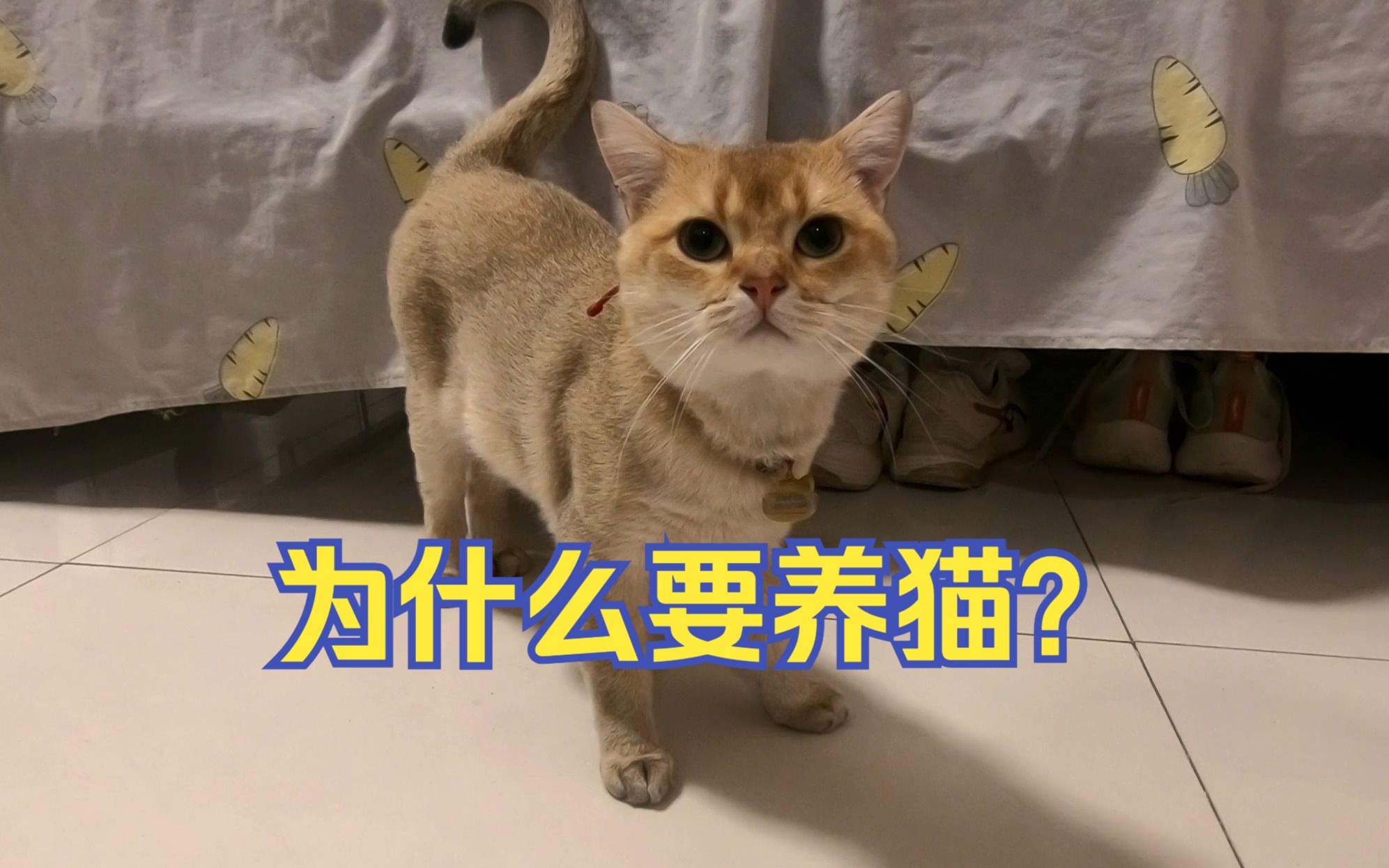 猫与我，故事中的责任与陪伴