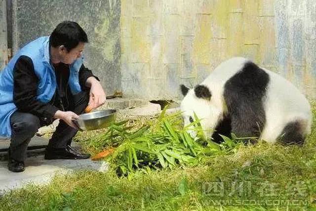 大熊猫遭虐待事件真相揭秘，背后的谣言与造谣者的责任代价