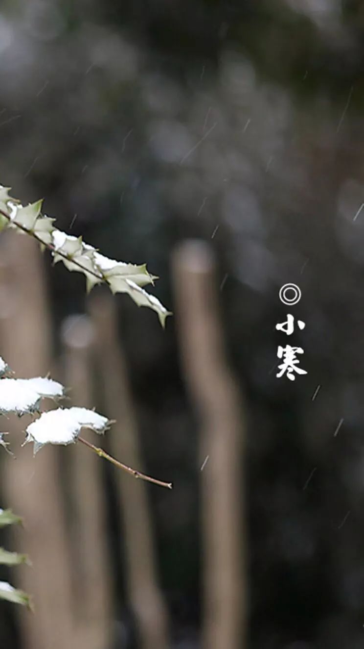 小寒时节，冬日的静美与期待