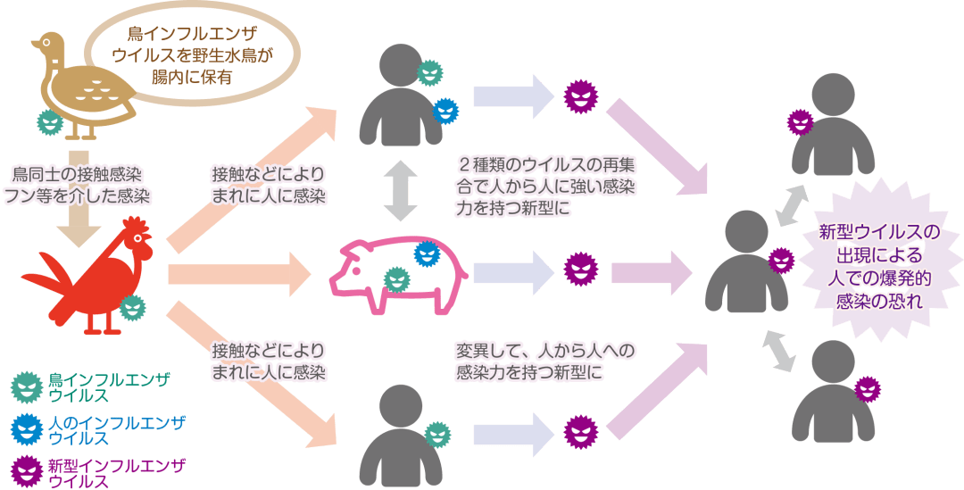 日本多地禽流感爆发，挑战与应对措施