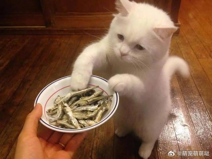 猫咪的饺子梦，跨物种的美食奇缘