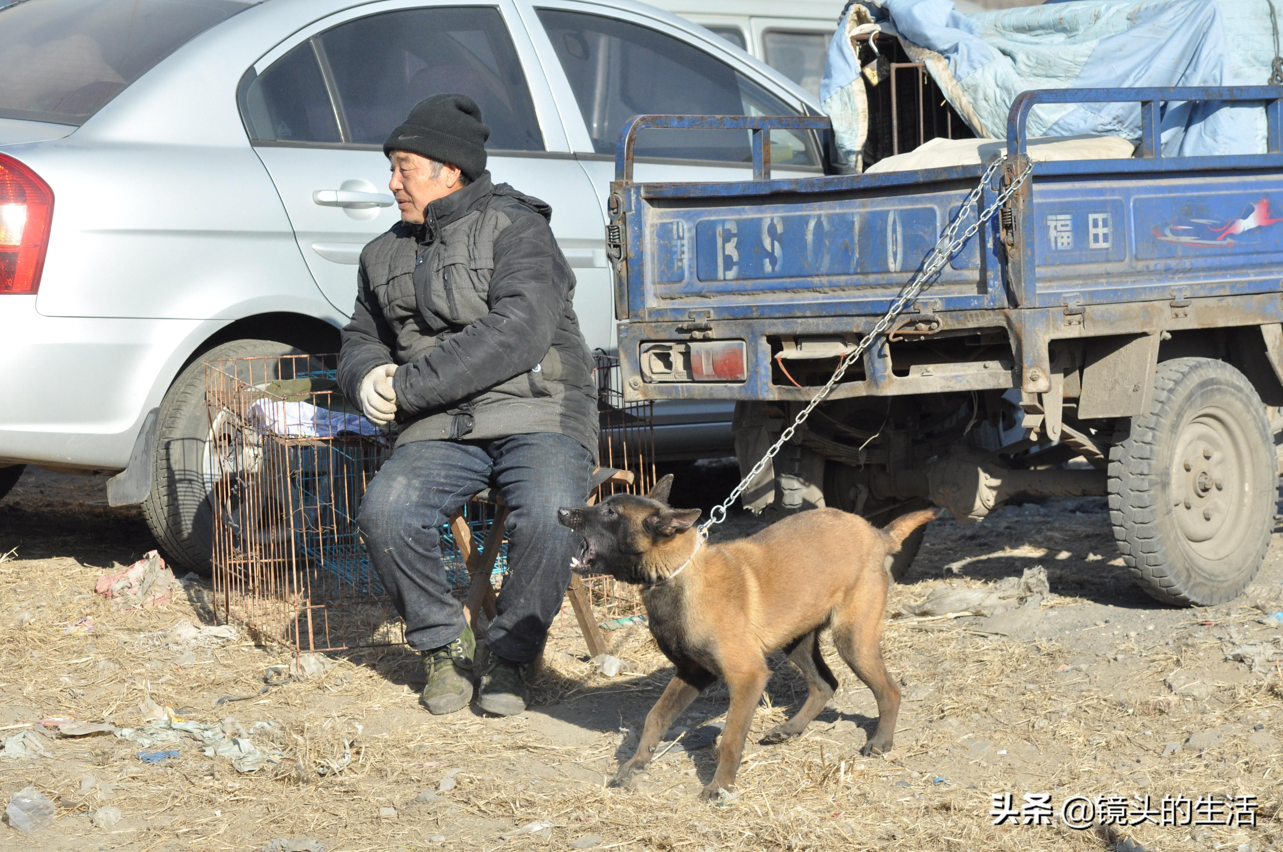 机器狗与柴犬温馨相遇，共度新春拜年时刻