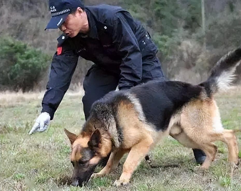 警犬工作状态引发热议，反思活力缺失与行为不当问题