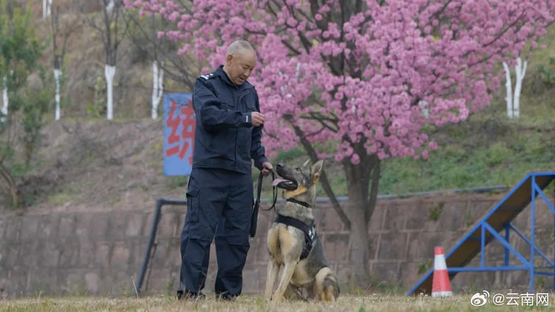 警犬因工作状态不佳遭通报批评，职场伦理下的人犬共处反思