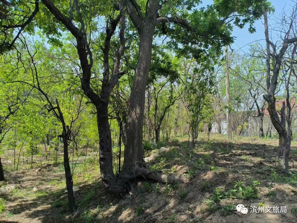 滨州超百亩土地遭破坏真相揭晓，官方通报背后的应对措施与进展