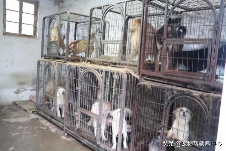 孤寡老人遭犬只袭击去世，社会应关注老年群体安全保护问题