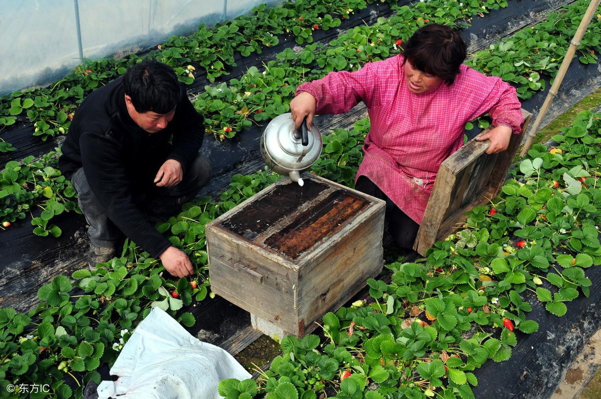 冬果上市，年味渐浓，冬日的果实预告着春节的临近