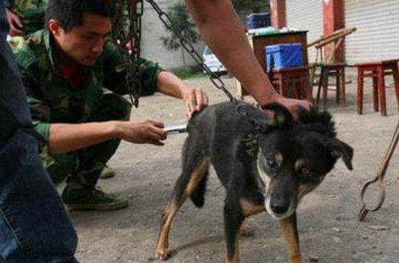 地震中的重逢，狗狗瞬间认出救命恩人，患难之间的忠诚情感