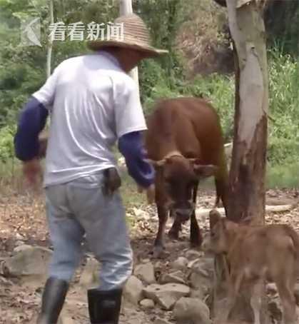 小牛落难水沟，母爱哀鸣与互助的力量展现