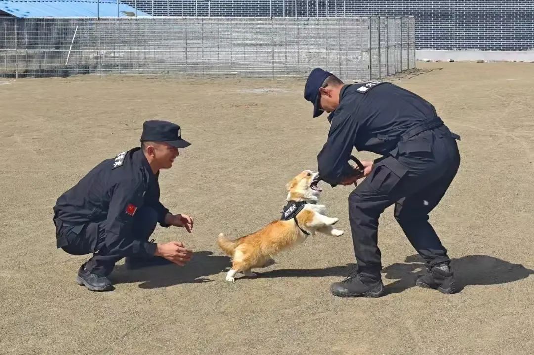 警犬福仔因违规被扣年终奖，职责与纪律的考验