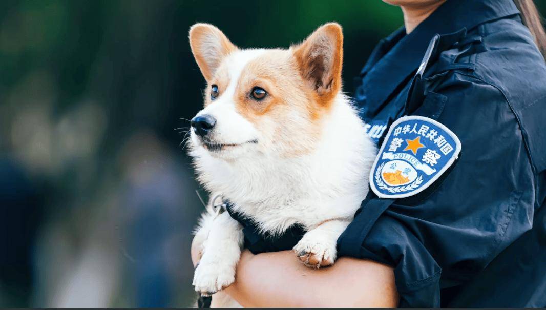 柯基警犬福仔荣膺年度逆天改命大奖