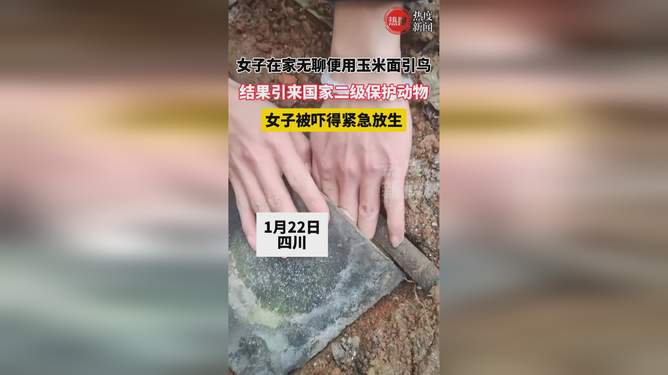 女子以玉米面引鸟招来二级保护动物，探索人与自然的和谐共生之道