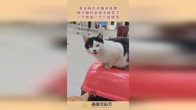 上门喂猫服务走红，新商机还是行业新趋势？