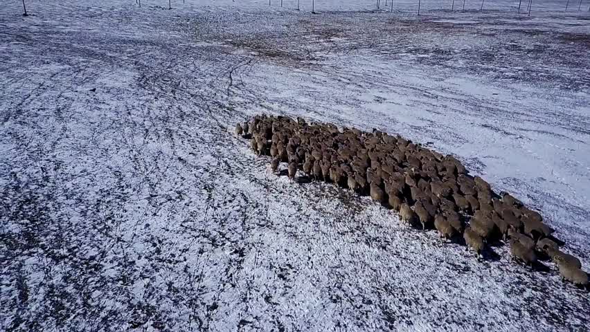 内蒙古草原骆驼群雪雕，极端天气的震撼瞬间