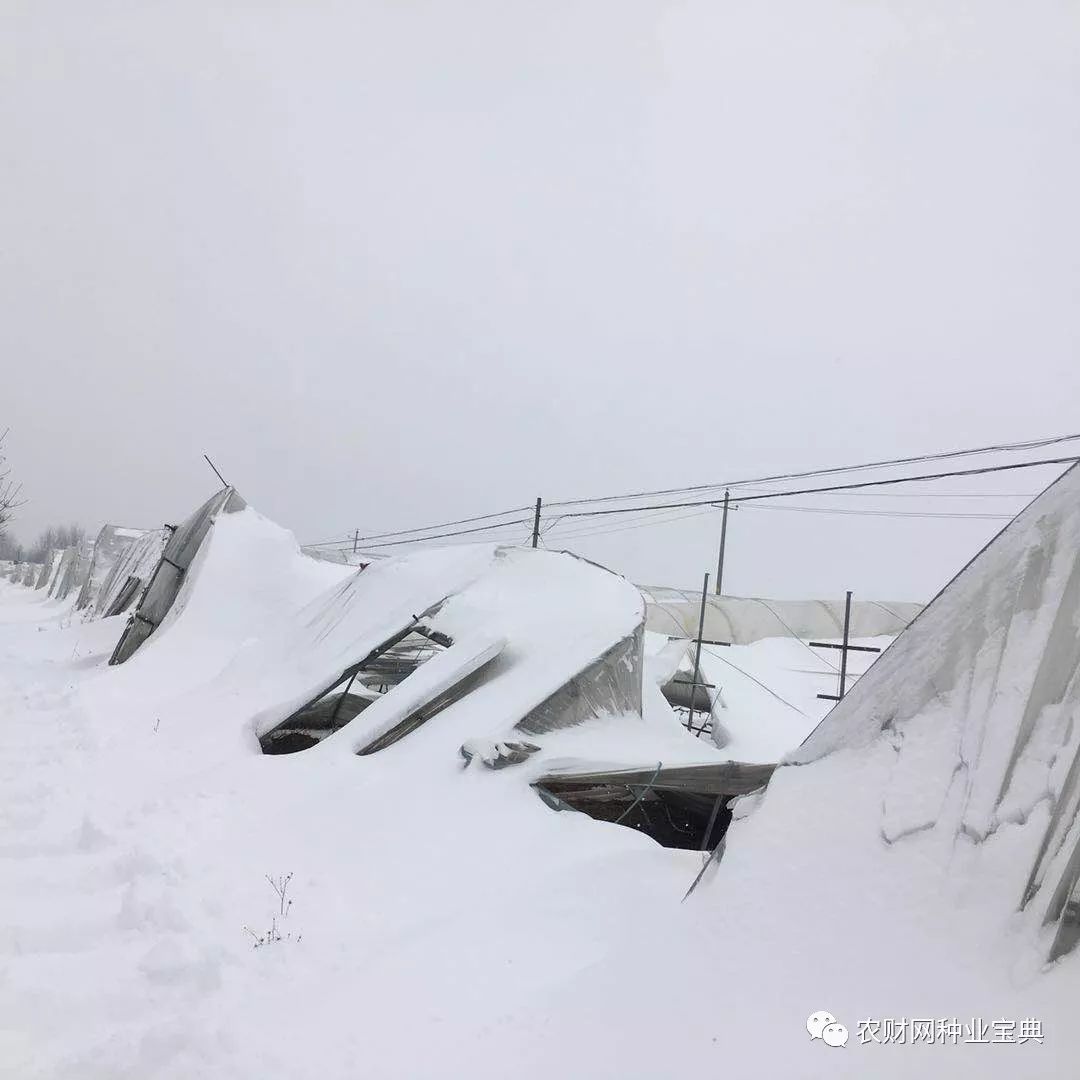 雪夜大棚塌方中的勇敢双魂