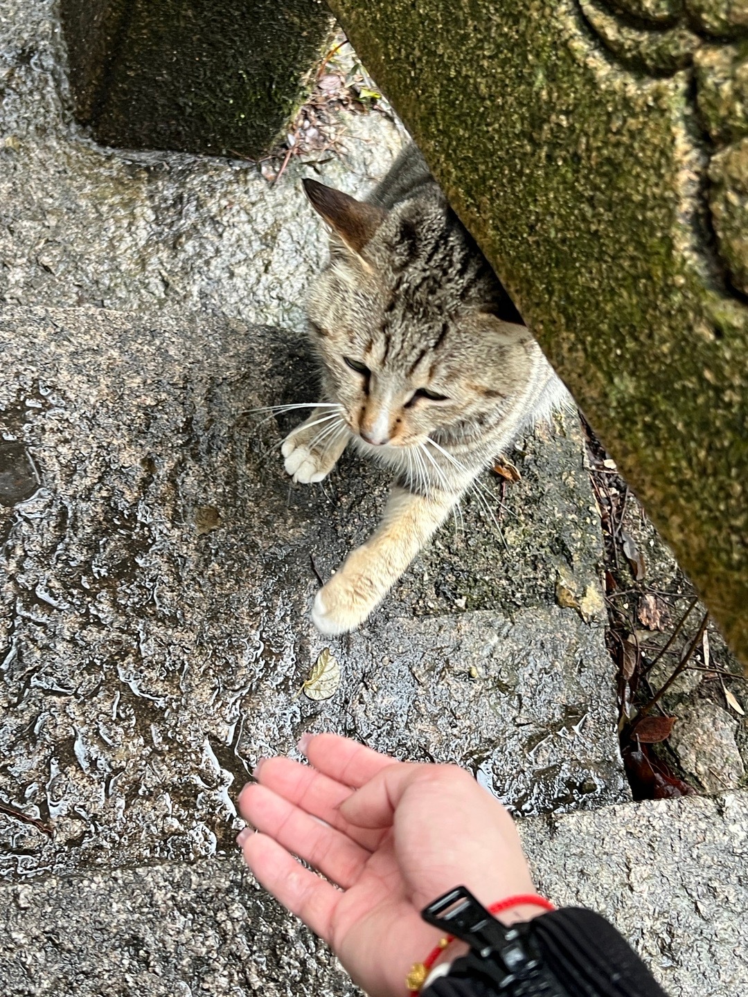 寺庙中的猫与游客，击掌拍照的特别缘分