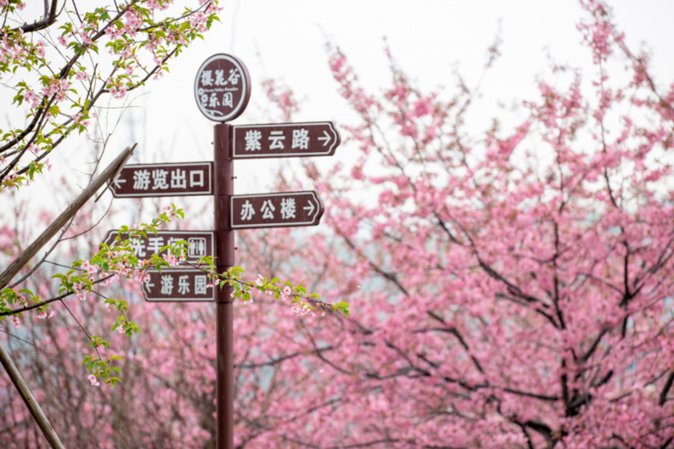 春日樱花地图，奇幻之旅探寻樱花盛开之地