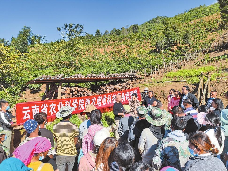 大理滇山茶树绽放万朵花的传奇故事