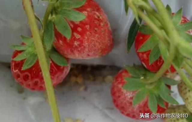 草莓季节变迁背后的科技狠活交织探究